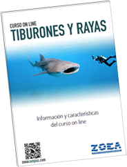 Información completa del curso de Tiburones y rayas