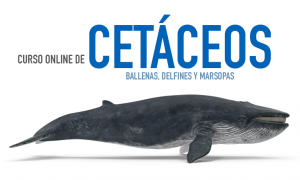 cursoCETACEOSWEB