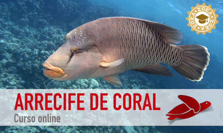 curso_arrecife