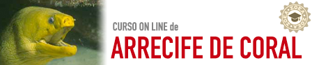 ARRECIFE_CURSO_ONLINE