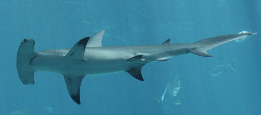 tiburón martillo