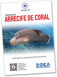 Información completa del curso online de Arrecife de coral