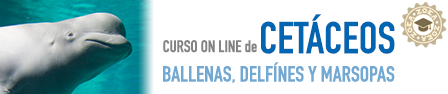 Rótulo del curso online de Cetáceos