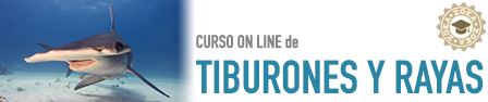 Rótulo del curso online de Tiburones y Rayas