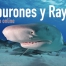 curso_tiburones_rayas