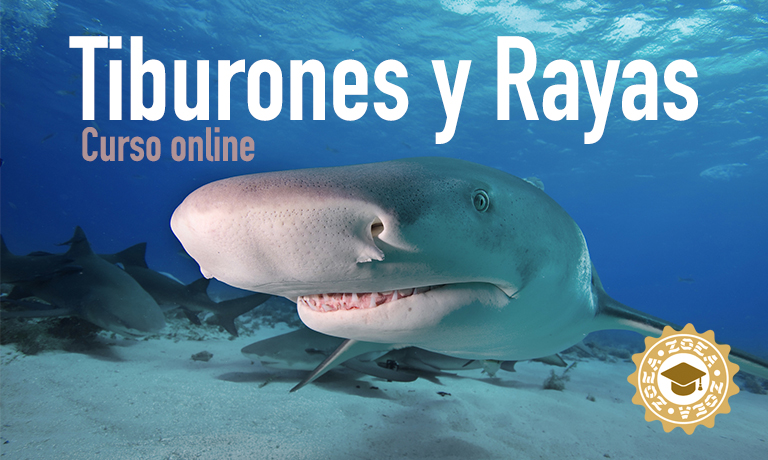 curso_tiburones_rayas